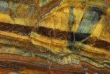 Polished Tiger's Eye Section - South Africa #148297-1
